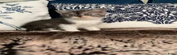 British Shorthair cats for sale: Beautiful British shorthair kittens - Advert 11