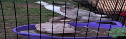 Ducks poultry for sale: 3 Runner Female Ducks  - Advert 3