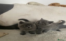 British Shorthair cats for sale: BRITISH kitties READY NOW  - Image 7