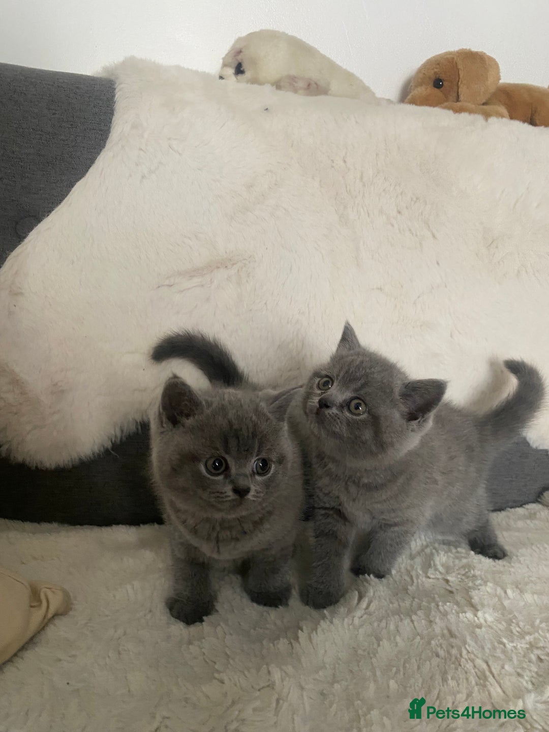 British Shorthair cats for sale: BRITISH kitties READY NOW  - Image 7