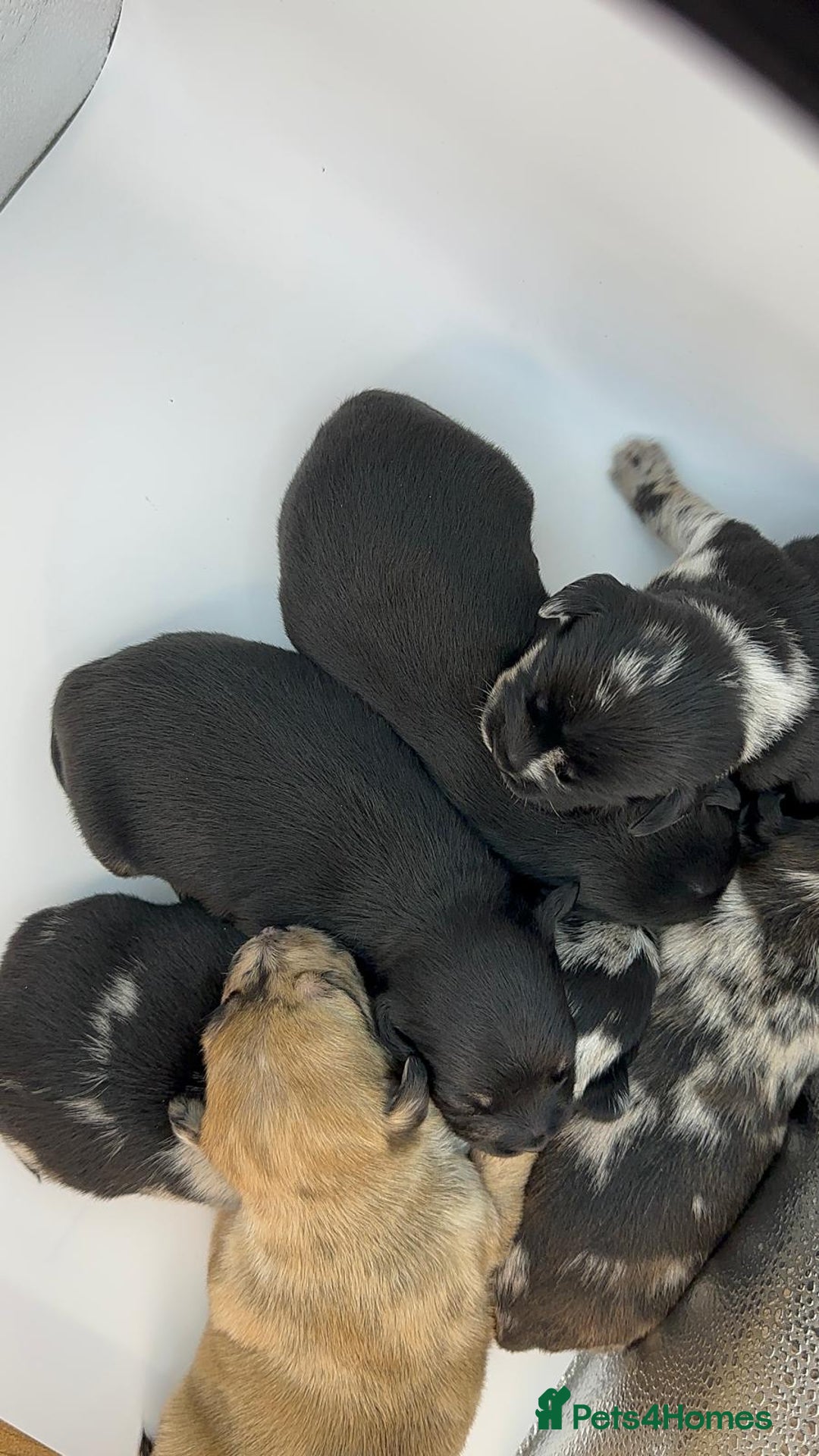 Mixed Breed dogs for sale: Floodle  - Image 3