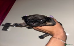 Pug dogs for sale: Beautiful kc registered Pug puppies - Image 10