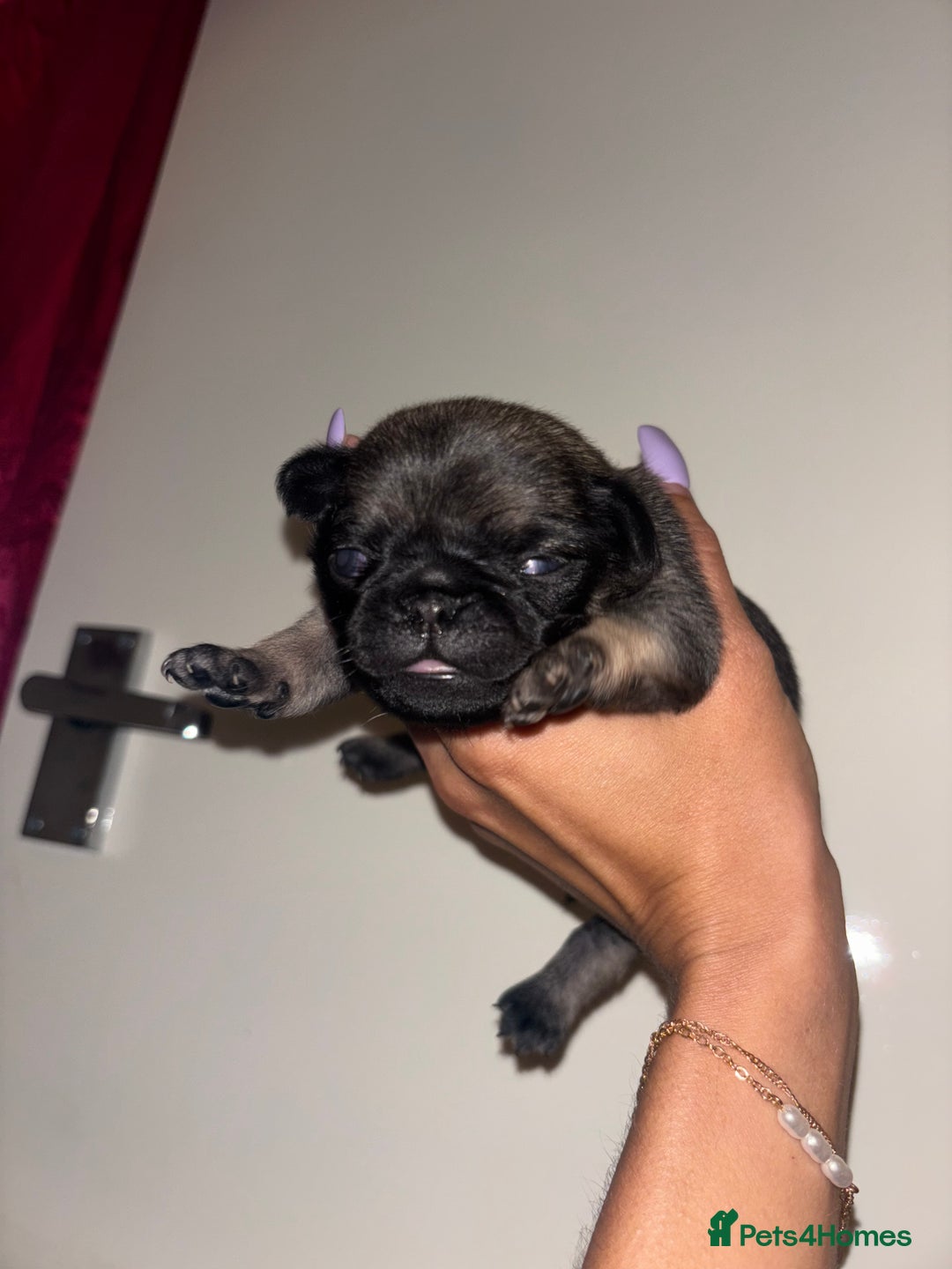 Pug dogs for sale: Beautiful kc registered Pug puppies - Image 10