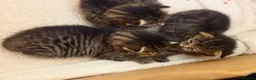 Mixed Breed cats for sale: 3 beautiful gray tabby kittens  in Doncaster - Advert 17