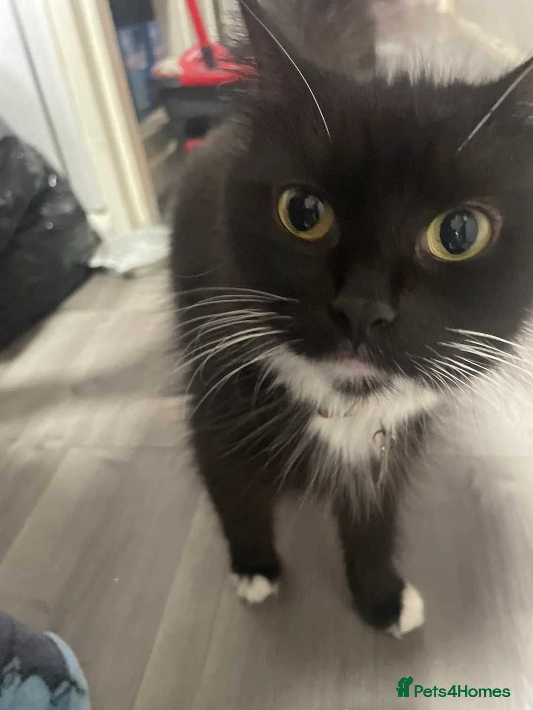 Mixed Breed cats for sale: Mixed litter female and male  - Advert 9