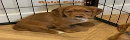 Cocker Spaniel dogs for sale: KC REGISTERED COCKER SPANIEL PUPPIES - Advert 7