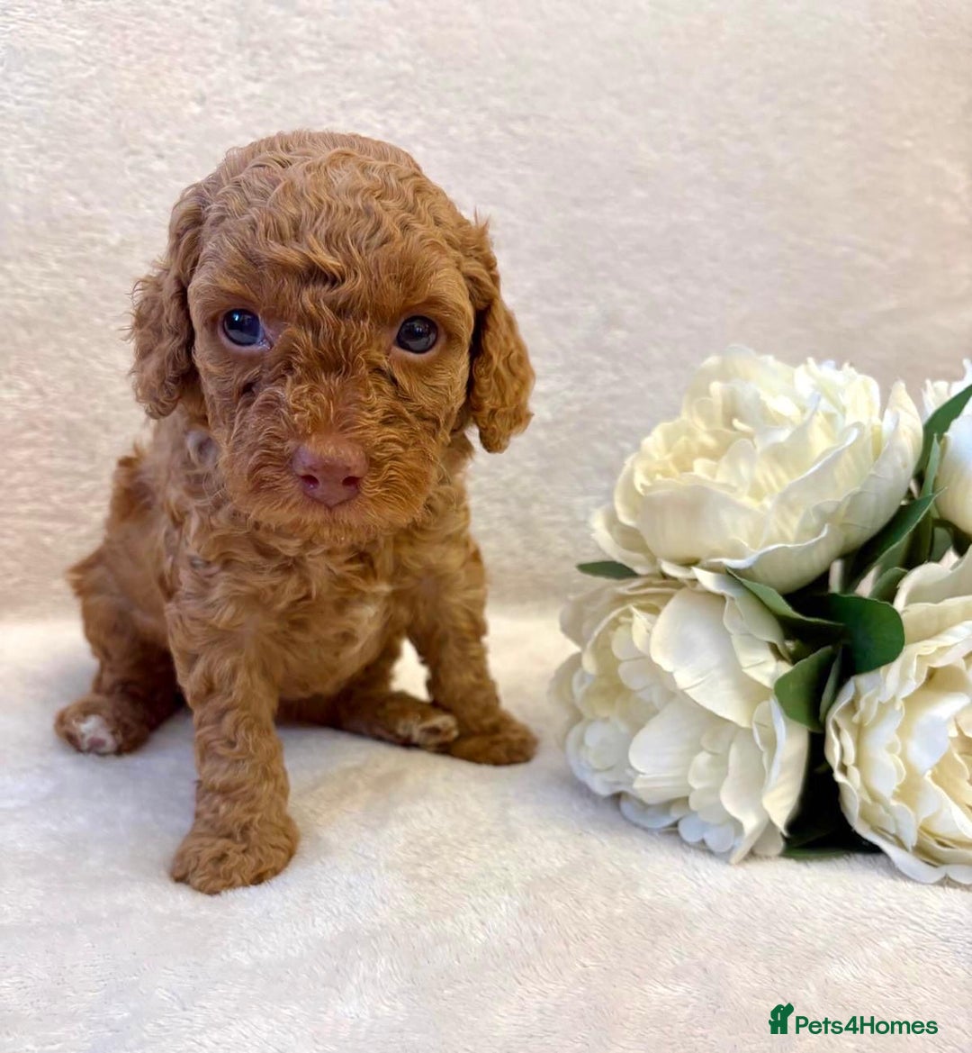 Cockapoo dogs for sale: Premium F2B BLUE EYES Cockapoos/chocolate merle - Advert 6