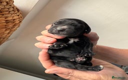 Cocker Spaniel dogs for sale: Exceptional pedigree KC champion show Cockers.  - Image 13