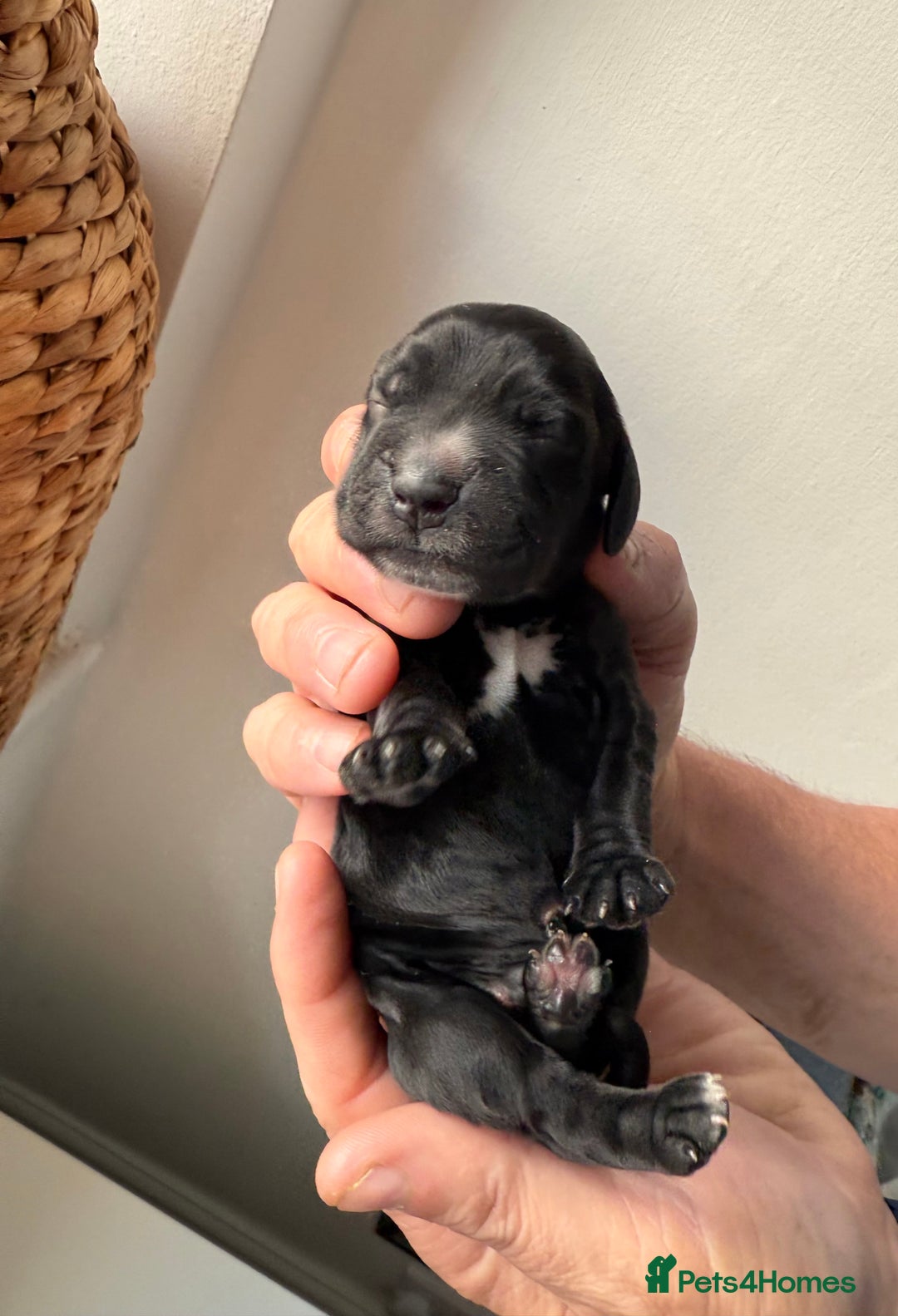 Cocker Spaniel dogs for sale: Exceptional pedigree KC champion show Cockers.  - Image 13