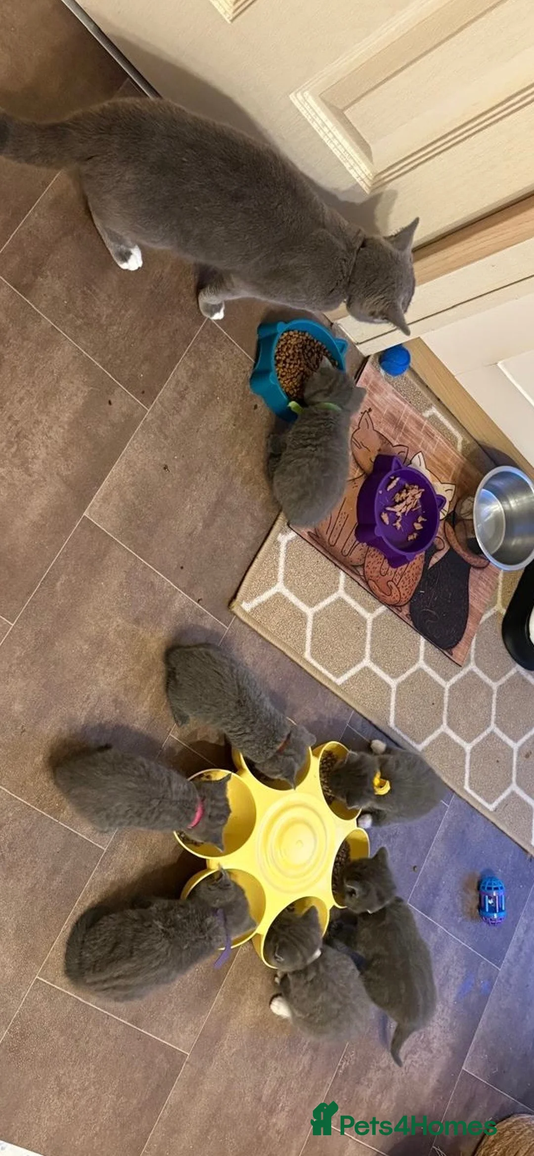 British Shorthair cats for sale: Grey British short hair beautiful kittens - Advert 1