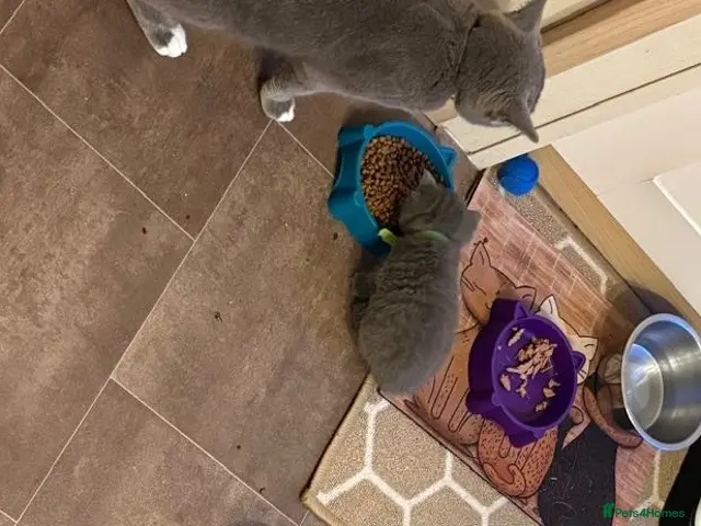 British Shorthair cats Grey British short hair beautiful kittens - Advert 6