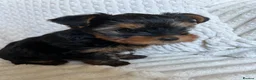 Yorkshire Terrier dogs for sale: Stunning Yorkshire pupp for sale. in Dumfries - Advert 3