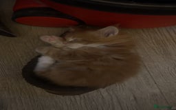 Maine Coon cats for sale: Maine Coon Kittens  - Image 19