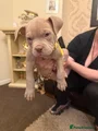American Bully Puppy 2