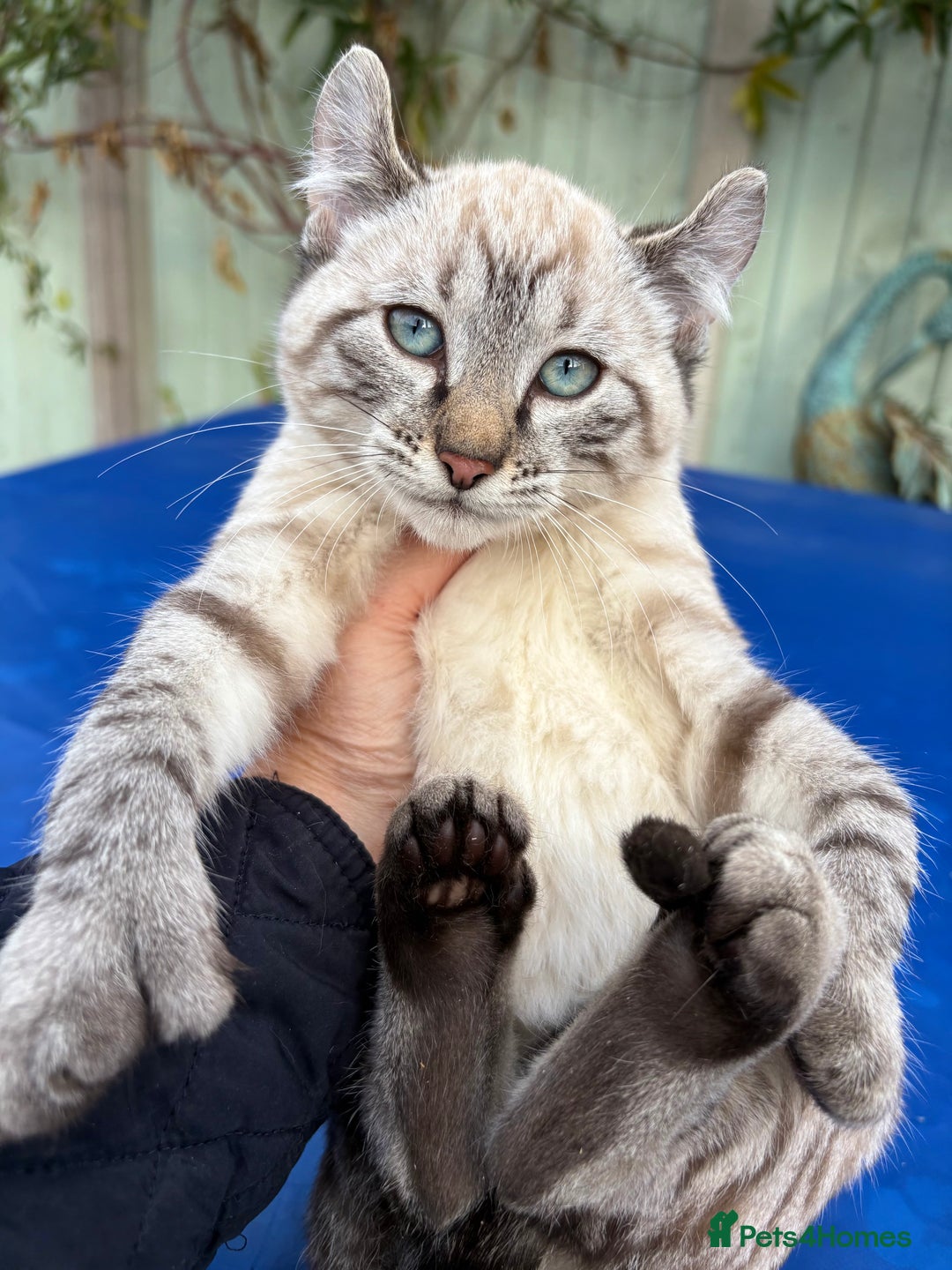 Bengal cats for sale: Breathtaking rare snow leopard  - Advert 16