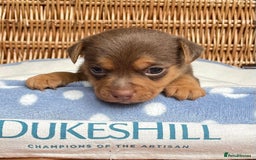 Jack Russell dogs for sale: Rare coloured mini Jack Russells - Image 8