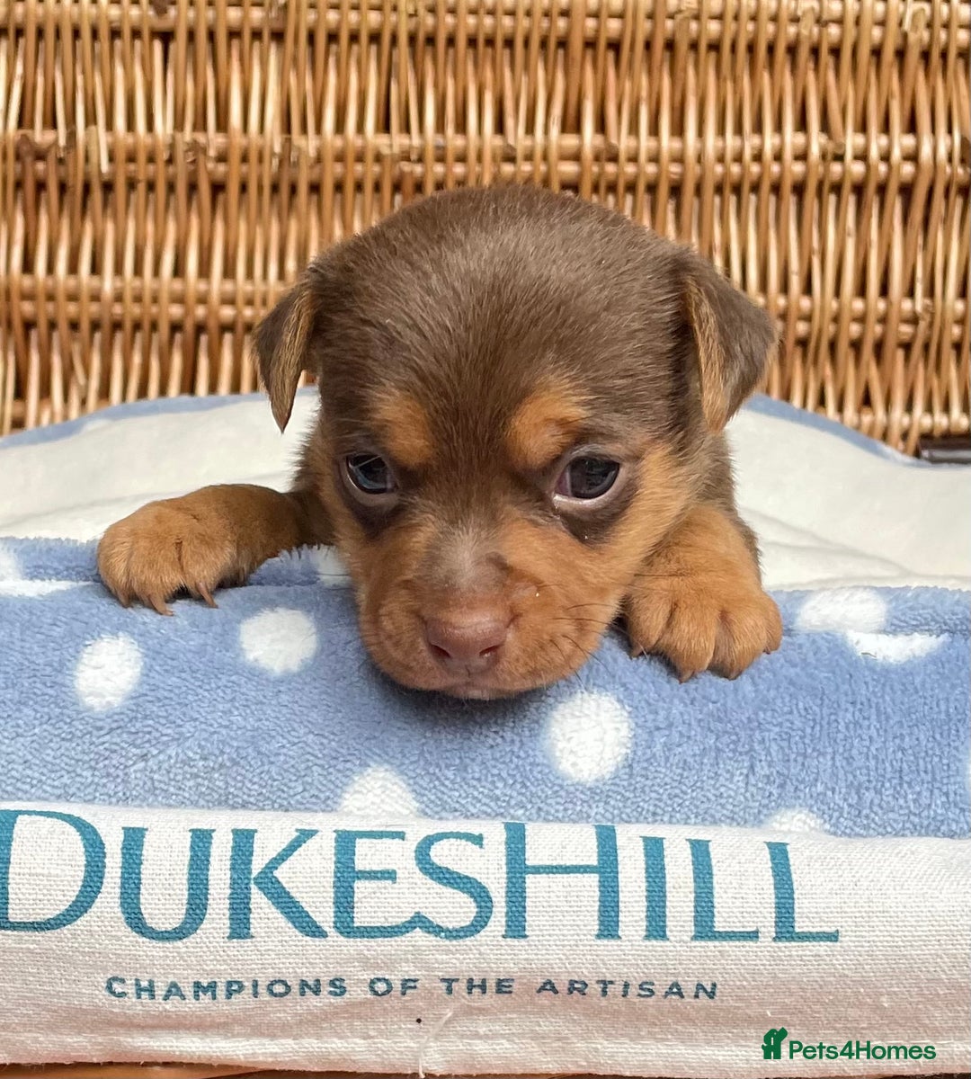 Jack Russell dogs for sale: Rare coloured mini Jack Russells - Image 8