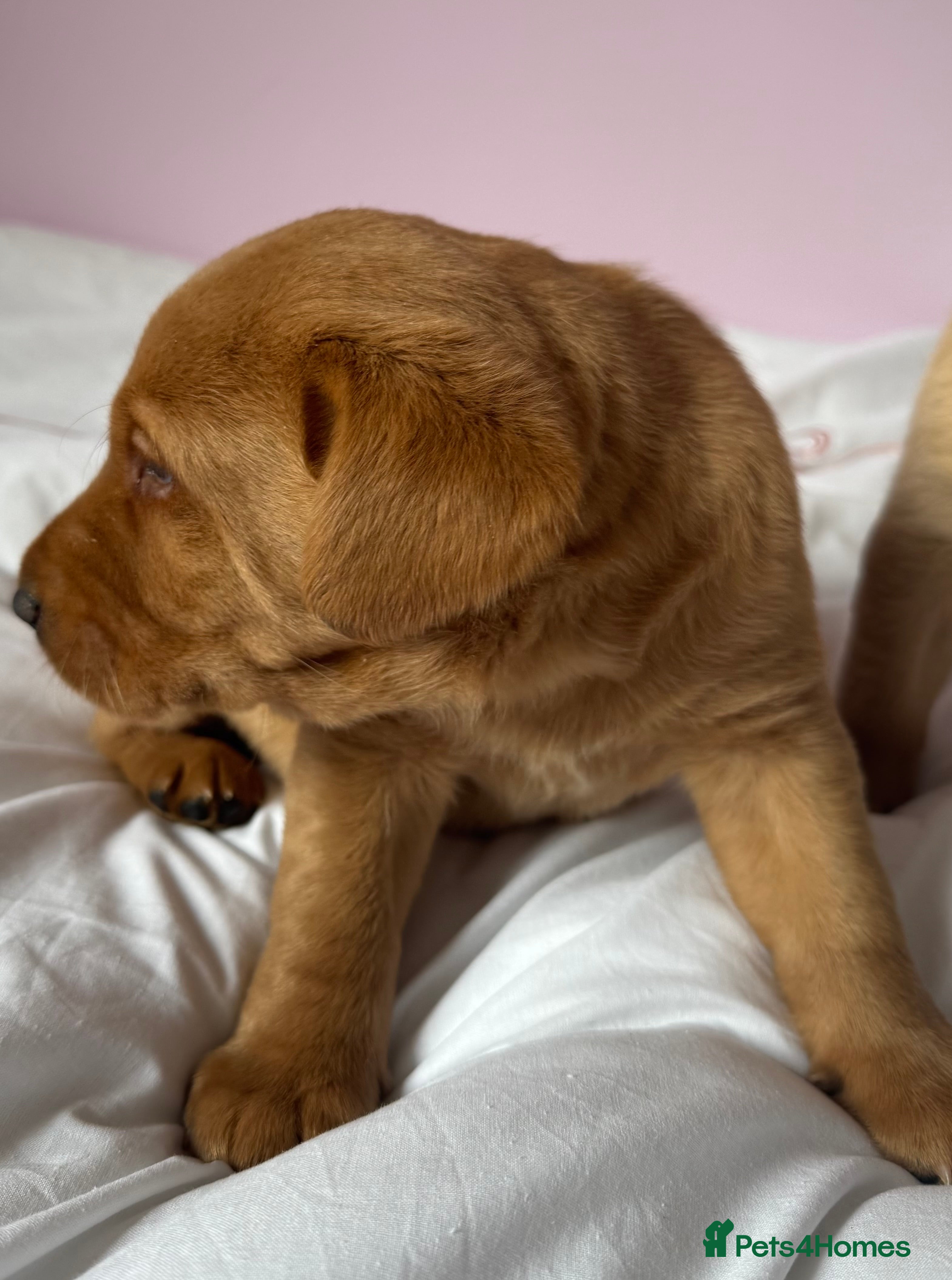 Labrador Retriever dogs for sale: Labrador pups fox red and black  - Advert 8