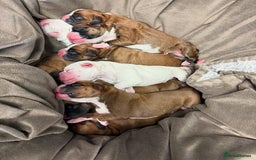 Boxer dogs for sale: !!Beautiful boxers available - Image 7