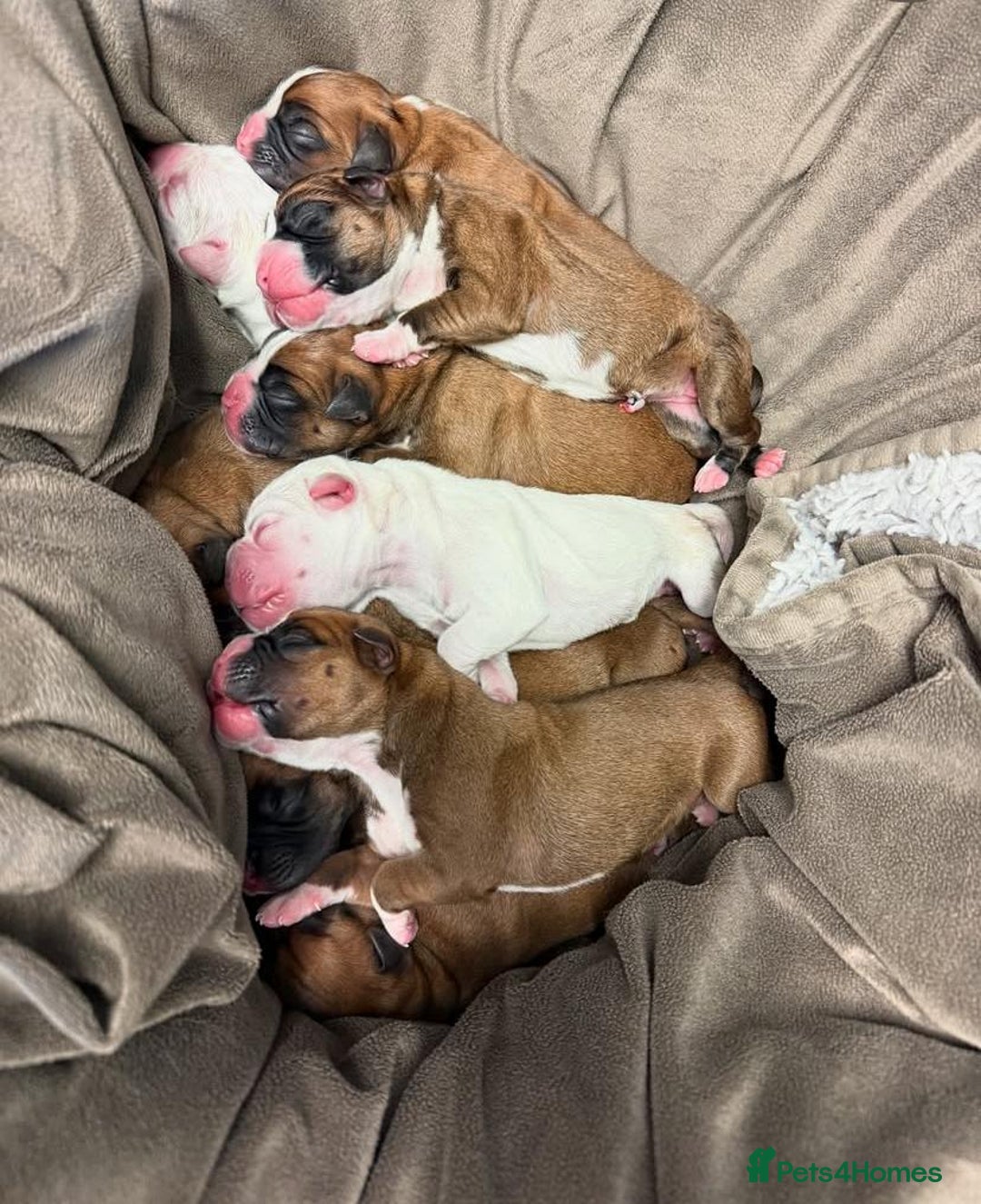 Boxer dogs for sale: !!Beautiful boxers available - Image 7