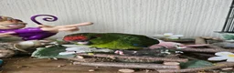 Mixed Breed birds for sale:  kakariki chicks hand tame  - Advert 17