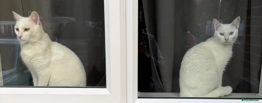 Turkish Van cats for sale: Beautiful Turkish van kittens - Advert 9