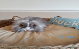 Mini Lop rabbits for sale: Fantastic mini lop babies forsale  - Image 6