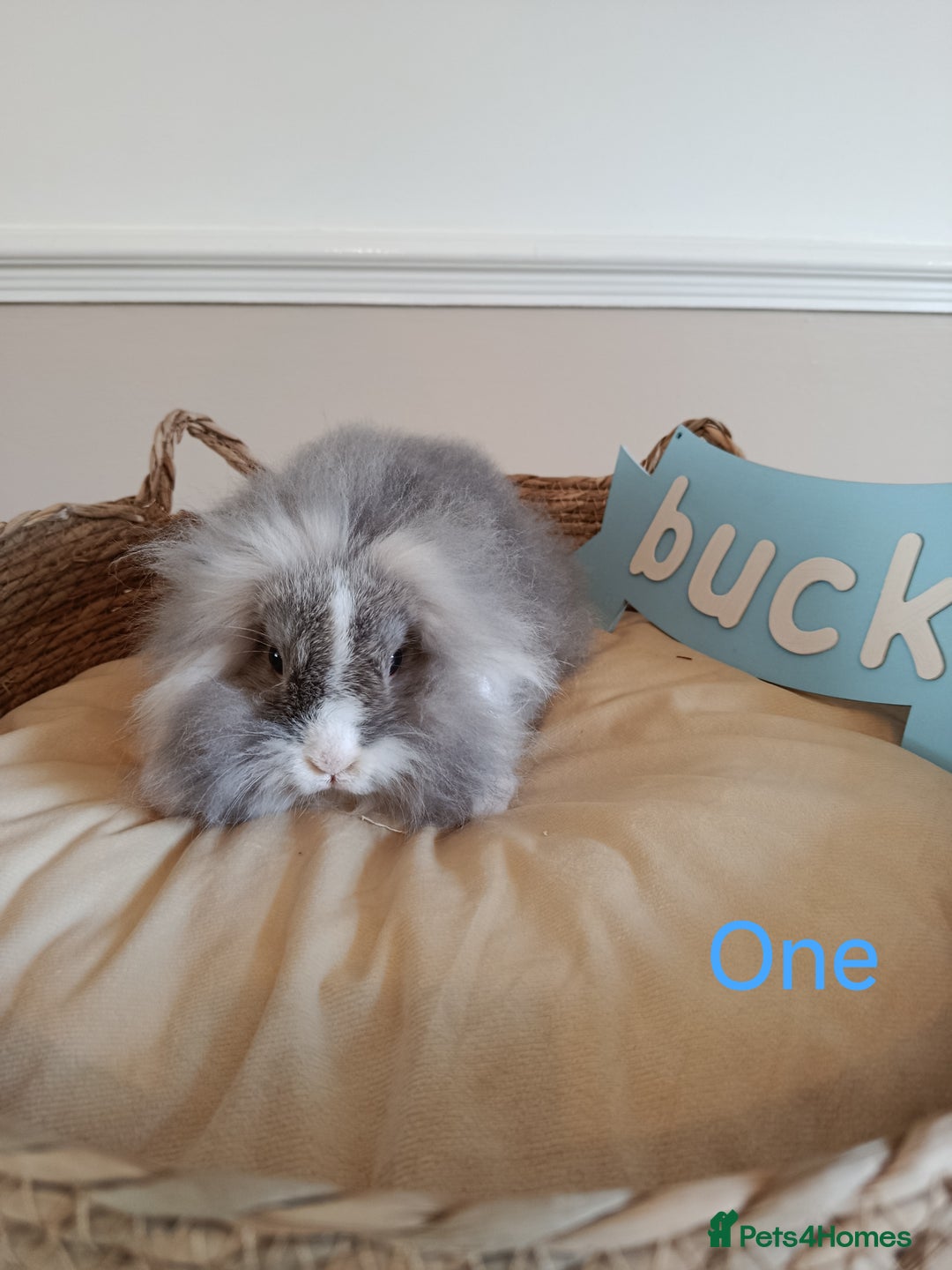 Mini Lop rabbits for sale: Fantastic mini lop babies forsale  - Image 6