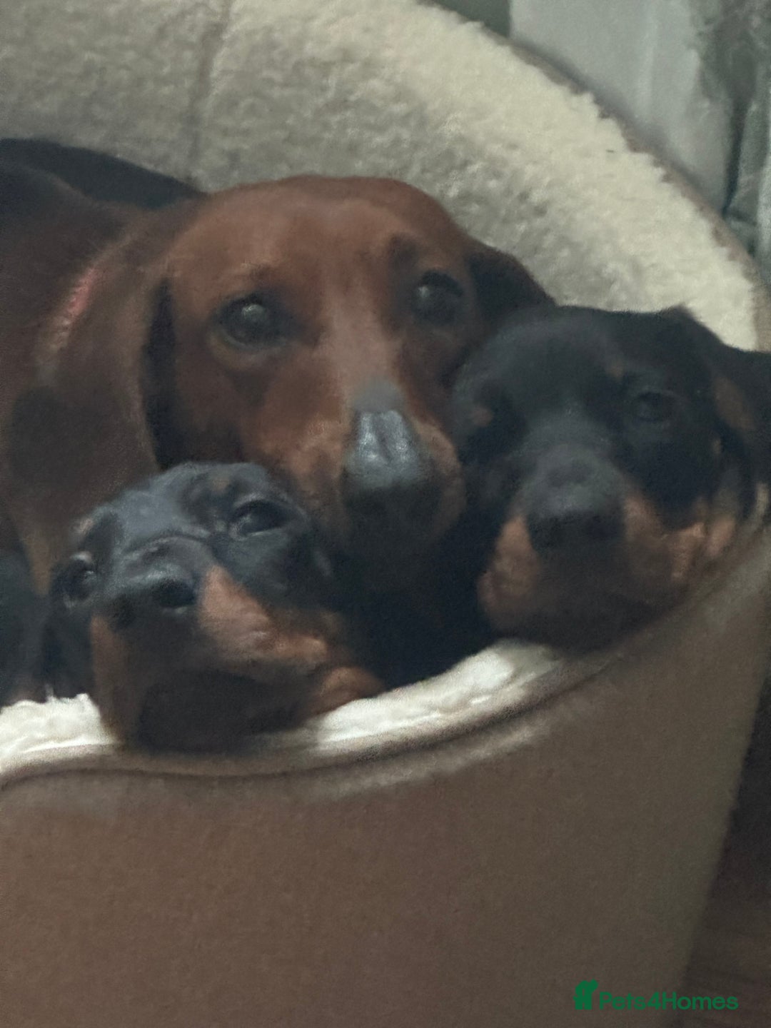 Miniature Dachshund dogs for sale: Miniature Dachshund - Image 16