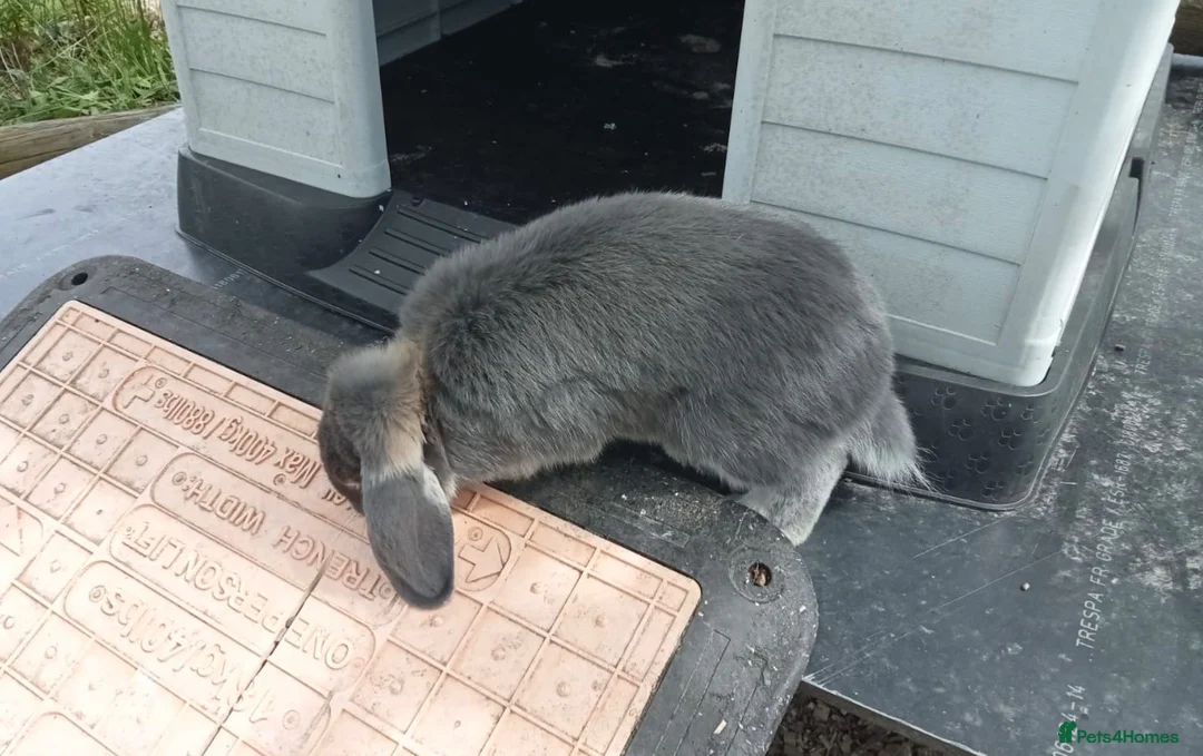 Mini Lop rabbits for sale: Gorgeous House rabbit (male)  - Advert 2