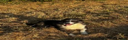 Border Collie dogs for sale: Border Collie Puppies  in Chipping Norton - Advert 3