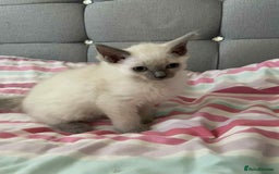 Ragdoll cats for sale: Ragdoll Kittens - Image 2