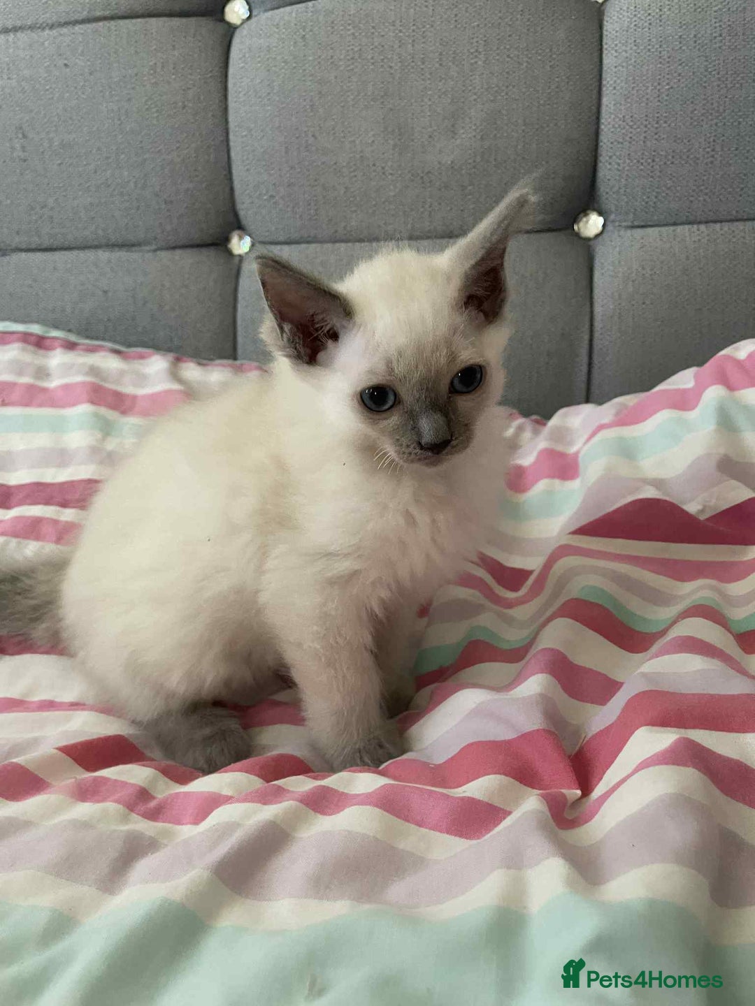 Ragdoll cats for sale: Ragdoll Kittens - Image 2