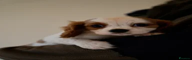Cavalier King Charles Spaniel 3