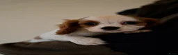 Cavalier King Charles Spaniel dogs for sale: ⭐️Cavalier King Charles puppies⭐️ - Advert 16