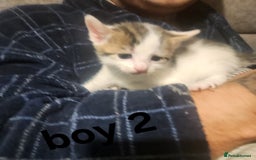 Mixed Breed cats for sale: Mixed bread kittens - Image 4