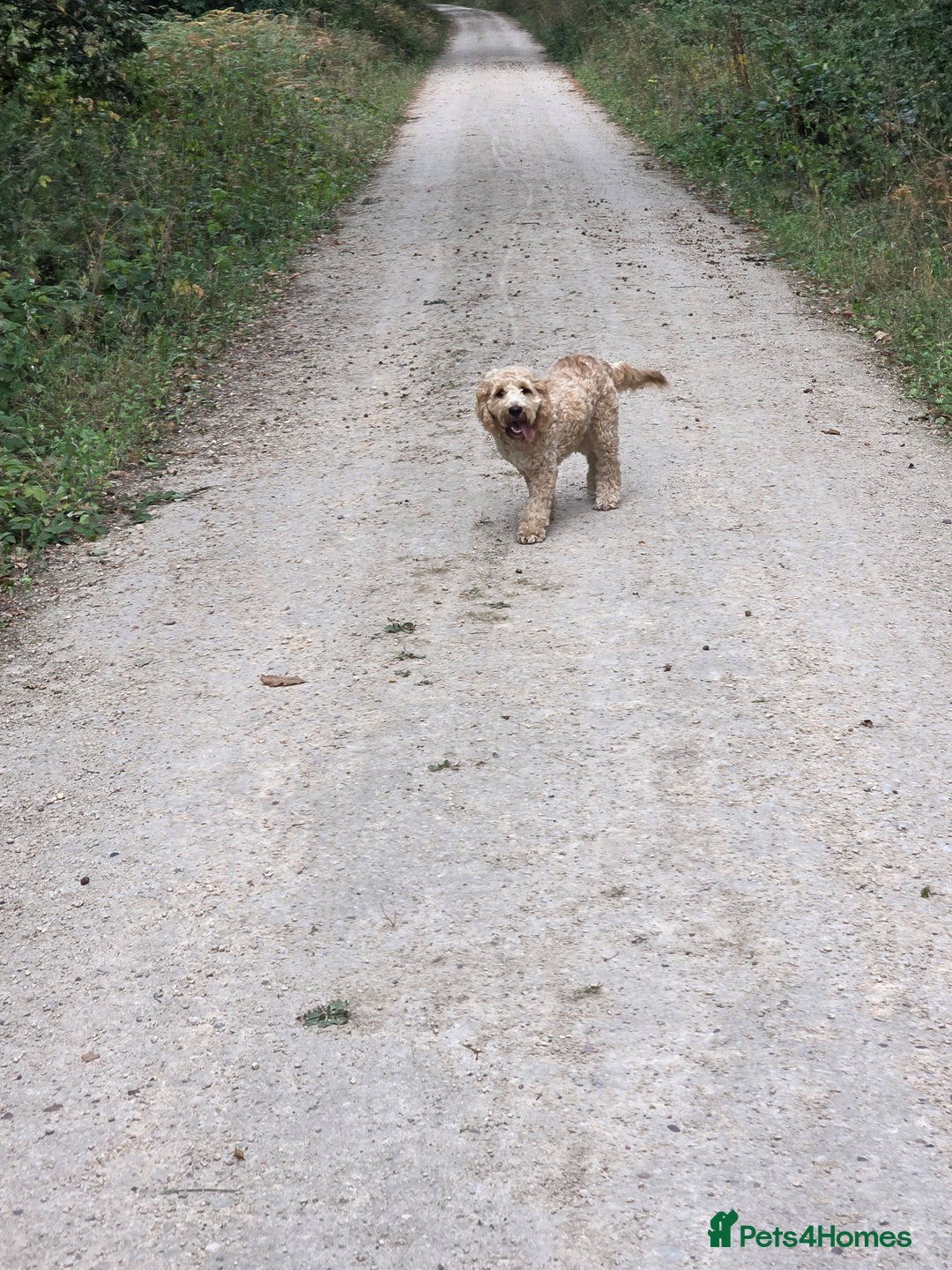 Cockapoo dogs for sale: Benji the cockapoo  - Advert 5