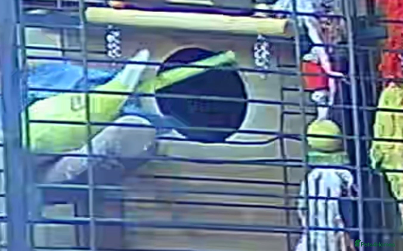 Ringnecks birds Quakers lime- blu love bird PRICE in add not free - Advert 2