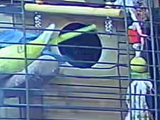 Ringnecks birds Quakers lime- blu love bird PRICE in add not free - Advert 2