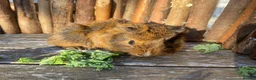Guinea Pig rodents for sale: Abyssinian/ long-haired babies - Advert 6