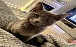 Mixed Breed cats for sale: Beautiful Grey Kitten  - Image 1
