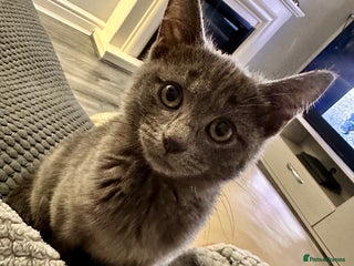 Mixed Breed cats - Advert 12