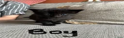 Mixed Breed cats for sale: Black and white kittens for sale - Advert 2