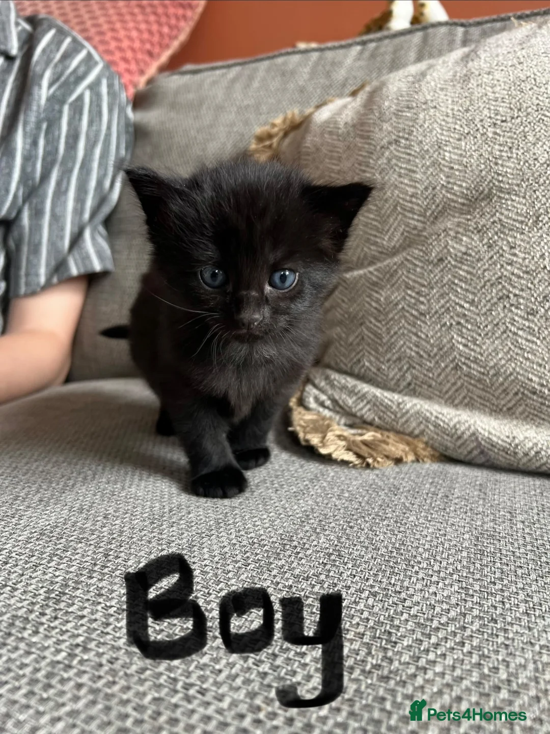 Mixed Breed cats for sale: Black and white kittens for sale - Advert 2