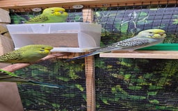 Budgerigars birds for sale: Young budgerigars for sale. - Image 20
