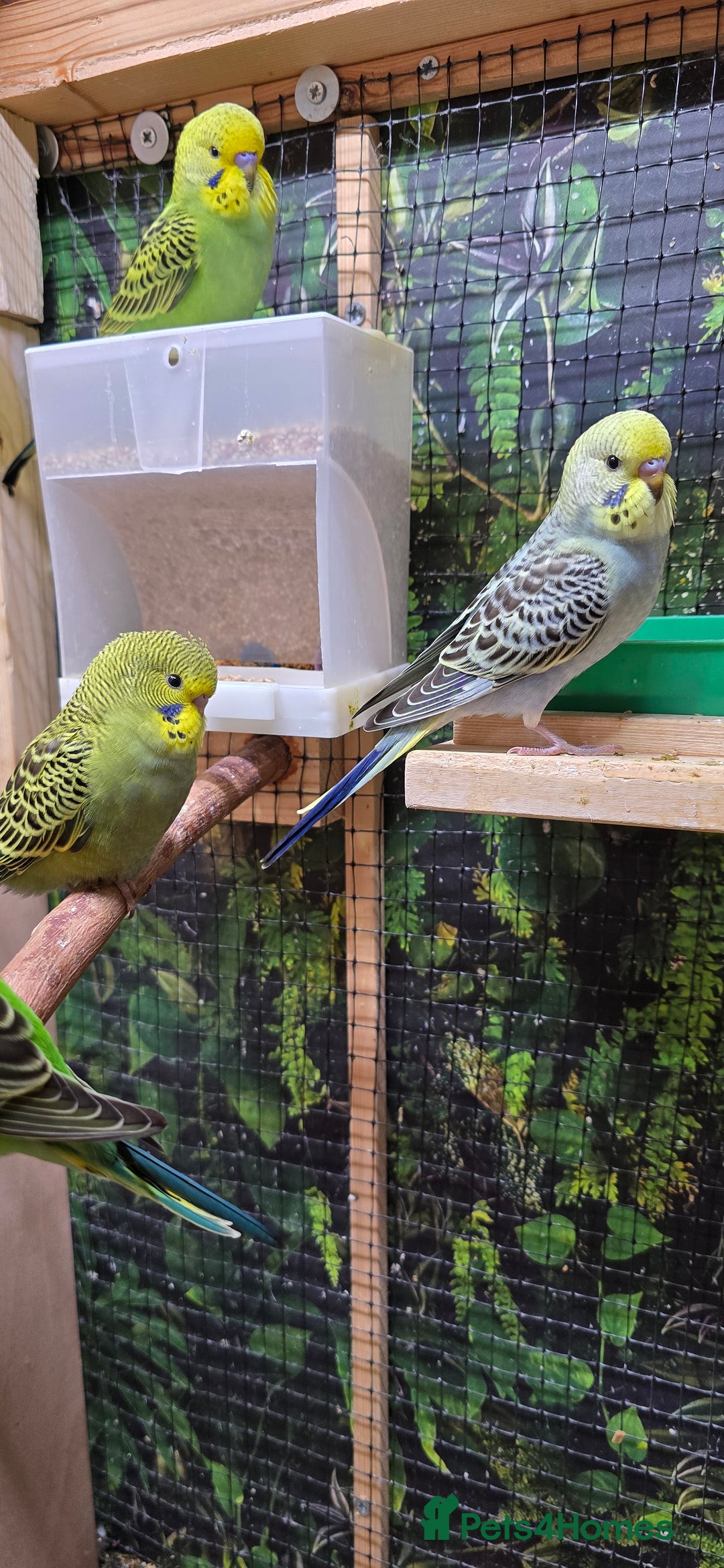 Budgerigars birds for sale: Young budgerigars for sale. - Image 20