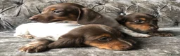 Miniature Dachshund dogs for sale: Miniature long haired dachshund READY NOW - Advert 12
