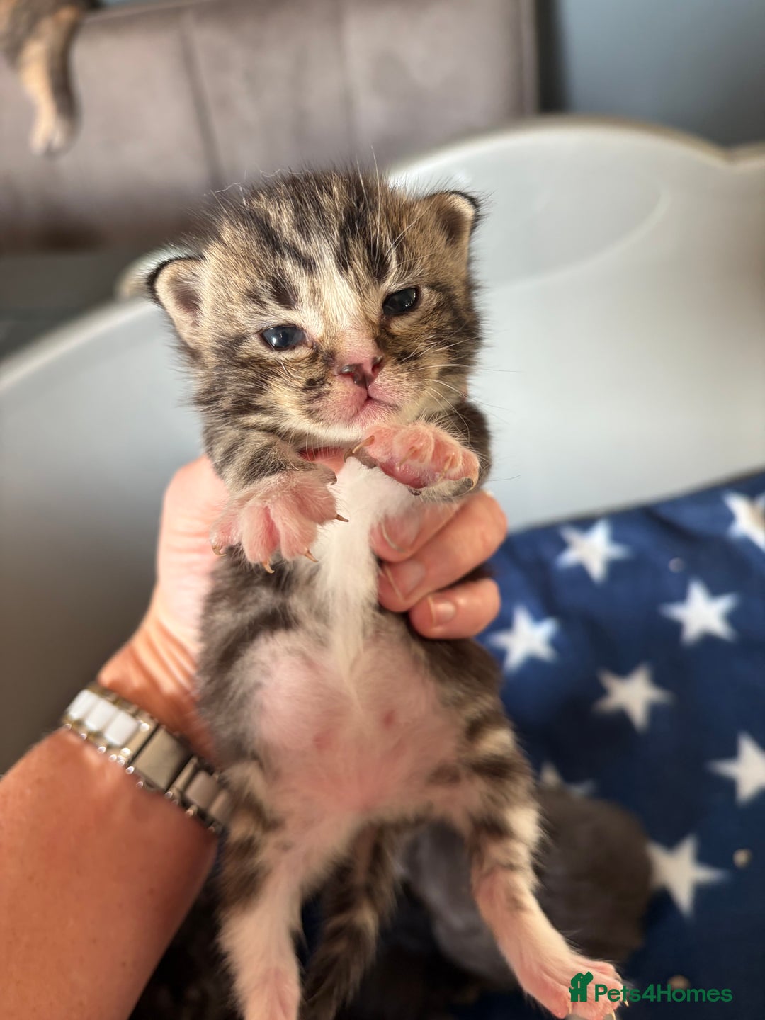 Maine Coon cats for sale: Last little girl - ready now - Advert 23