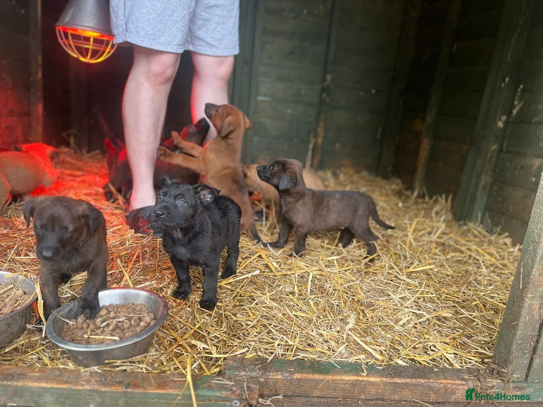 Belgian Shepherd Dog dogs for sale: Litter  - Image 1