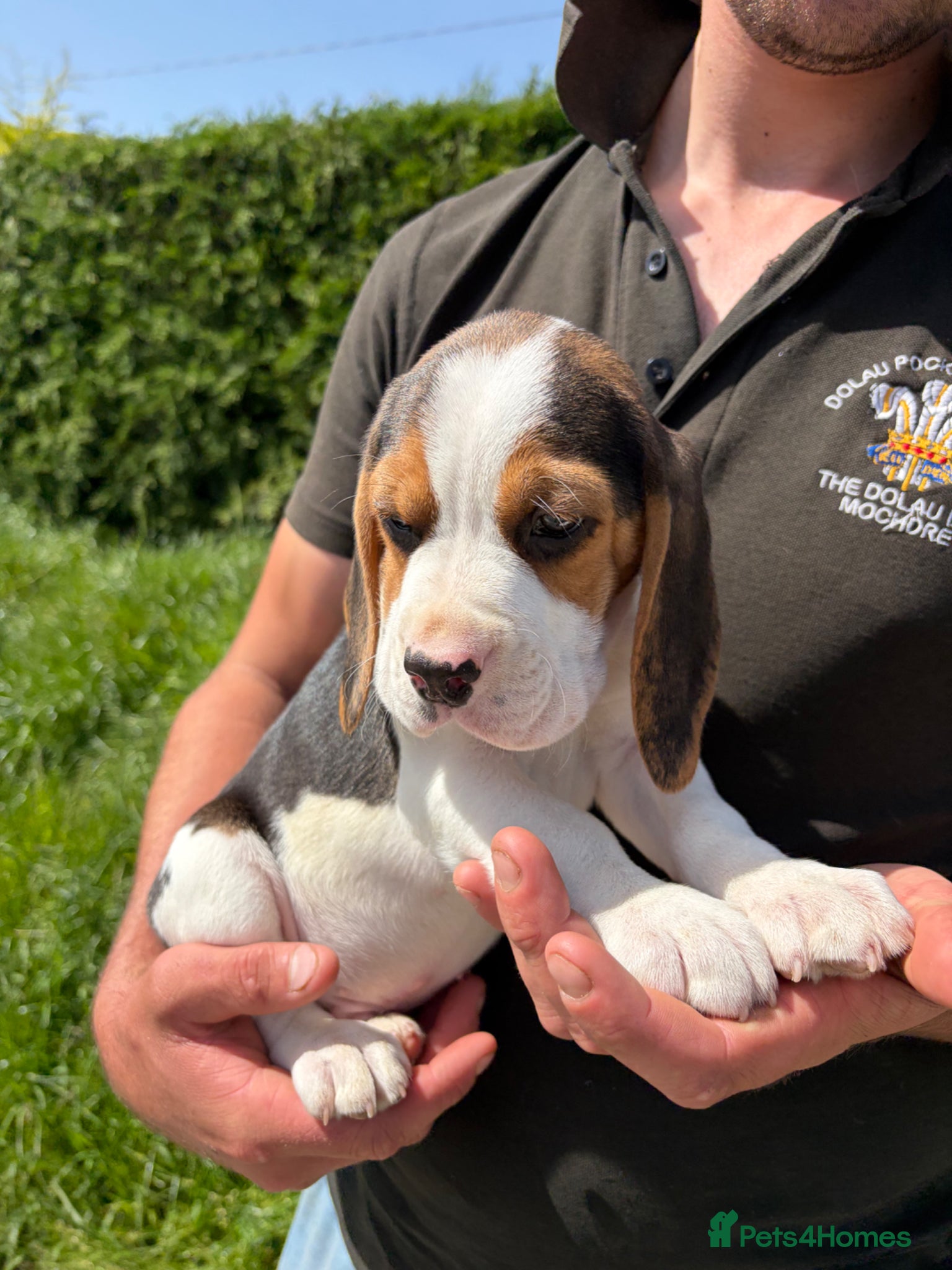 Beagle dogs ONLY 1 MALE LEFT - Gorgeous tricolour beagle pups - Advert 3